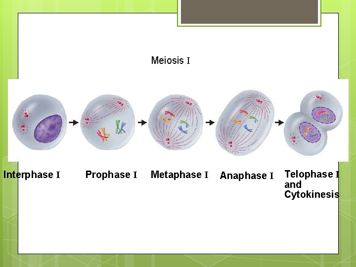 Meiosis I Interphase I Prophase I Metaphase I Anaphase I Telophase I and Cytokinesis