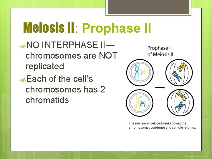 Meiosis II: Prophase II NO INTERPHASE II— chromosomes are NOT replicated Each of the