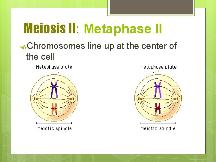 Meiosis II: Metaphase II Chromosomes the cell line up at the center of 
