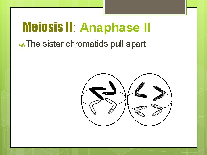 Meiosis II: Anaphase II The sister chromatids pull apart 