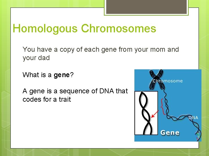 Homologous Chromosomes You have a copy of each gene from your mom and your