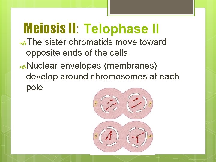 Meiosis II: Telophase II The sister chromatids move toward opposite ends of the cells