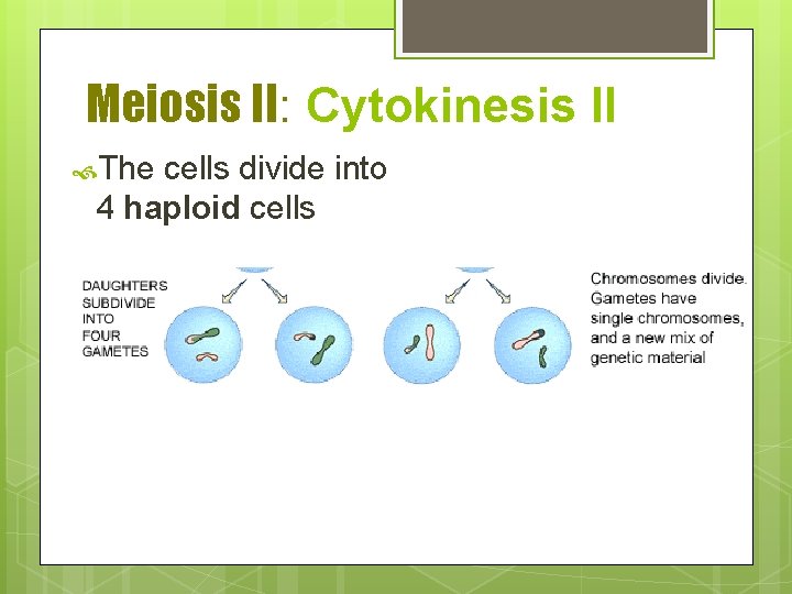 Meiosis II: Cytokinesis II The cells divide into 4 haploid cells 