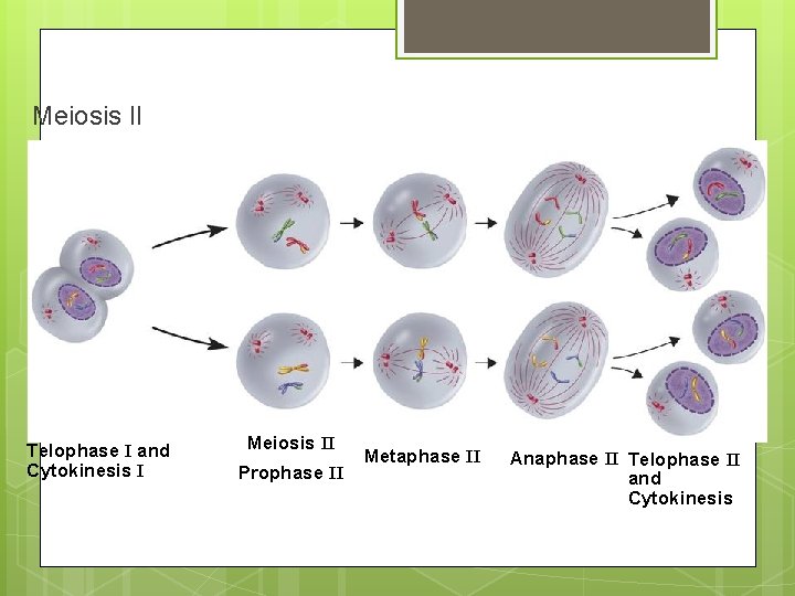 Meiosis II Telophase I and Cytokinesis I Meiosis II Prophase II Metaphase II Anaphase