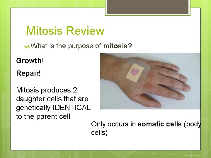 Mitosis Review What is the purpose of mitosis? Growth! Repair! Mitosis produces 2 daughter