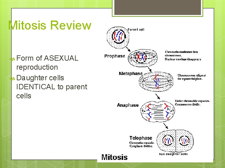 Mitosis Review Form of ASEXUAL reproduction Daughter cells IDENTICAL to parent cells 