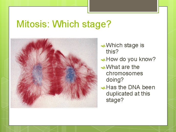 Mitosis: Which stage? Which stage is this? How do you know? What are the