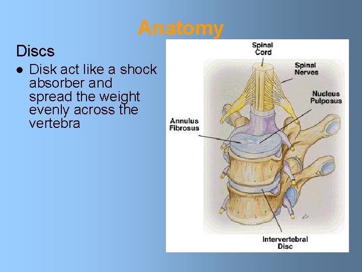 Anatomy Discs l Disk act like a shock absorber and spread the weight evenly