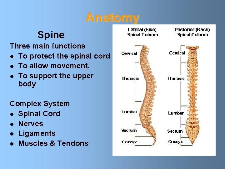 Anatomy Spine Three main functions l To protect the spinal cord l To allow