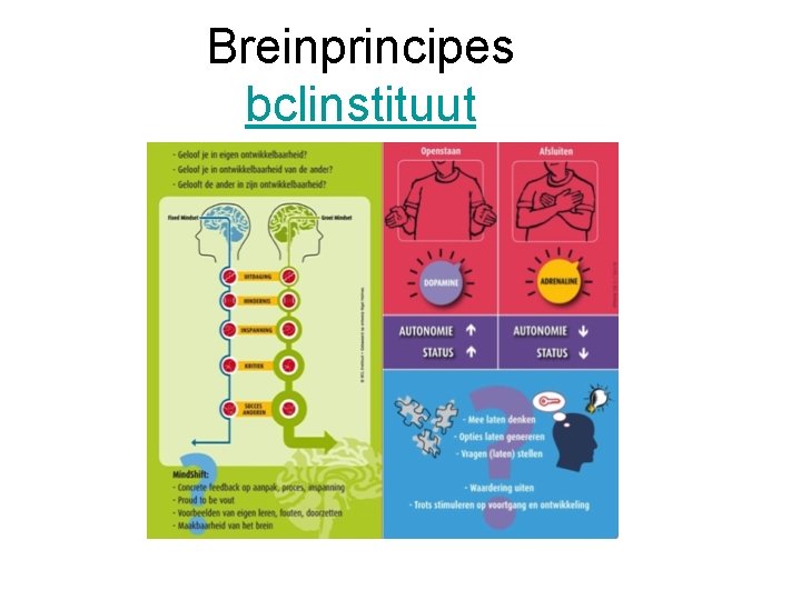 Breinprincipes bclinstituut 