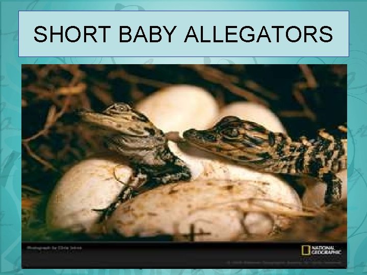 SHORT BABY ALLEGATORS 