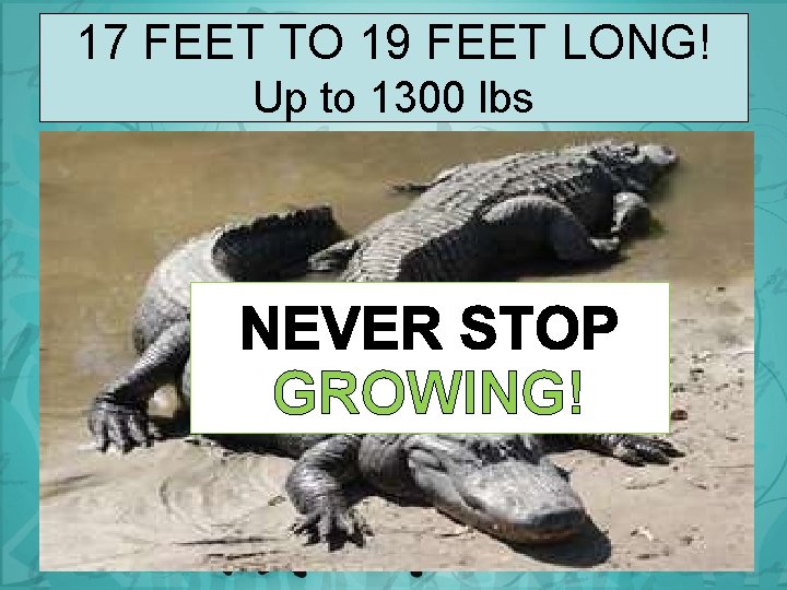 17 FEET TO 19 FEET LONG! Up to 1300 lbs GROWING! 