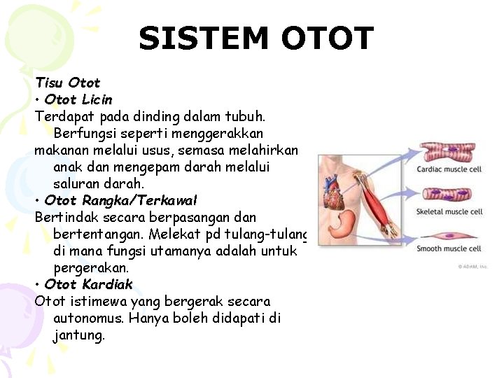 SISTEM OTOT Tisu Otot • Otot Licin Terdapat pada dinding dalam tubuh. Berfungsi seperti