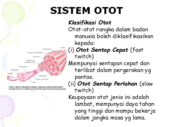 SISTEM OTOT Klasifikasi Otot-otot rangka dalam badan manusia boleh diklasifikasikan kepada: (i) Otot Sentap