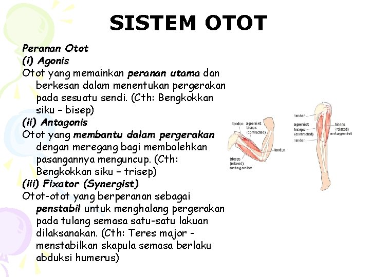 SISTEM OTOT Peranan Otot (i) Agonis Otot yang memainkan peranan utama dan berkesan dalam