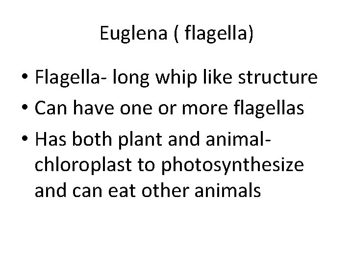 Euglena ( flagella) • Flagella- long whip like structure • Can have one or