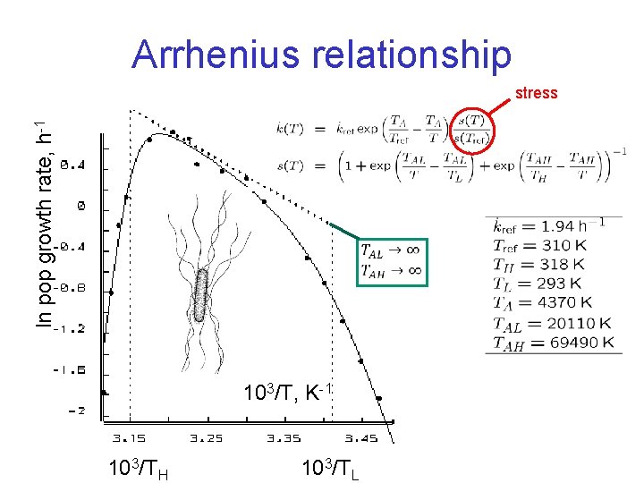 Arrhenius relationship ln pop growth rate, h-1 stress 103/T, K-1 103/TH 103/TL 