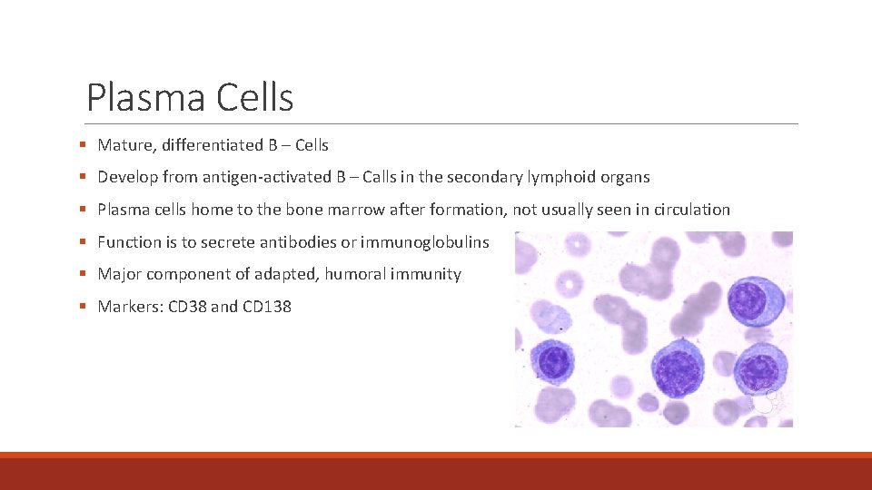 Plasma Cells § Mature, differentiated B – Cells § Develop from antigen-activated B –