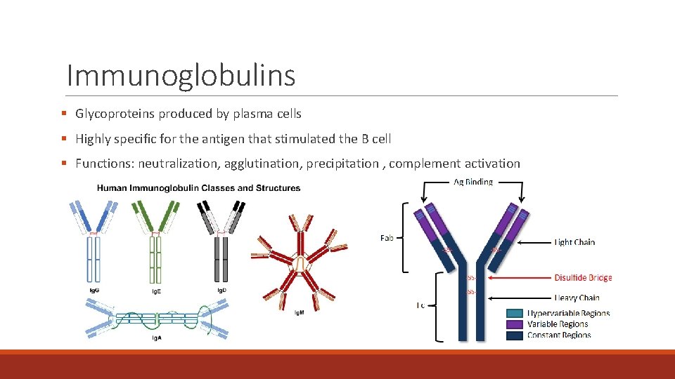 Immunoglobulins § Glycoproteins produced by plasma cells § Highly specific for the antigen that