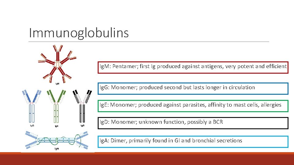 Immunoglobulins Ig. M: Pentamer; first Ig produced against antigens, very potent and efficient Ig.