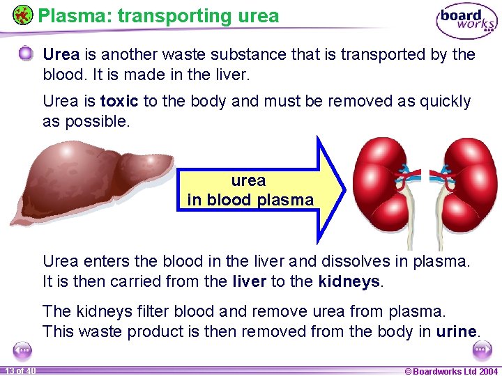 Plasma: transporting urea Urea is another waste substance that is transported by the blood.