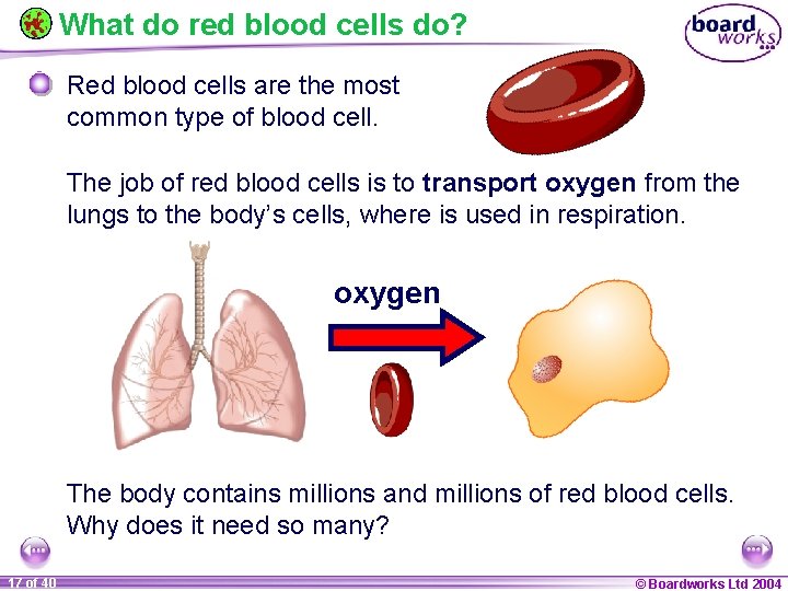 What do red blood cells do? Red blood cells are the most common type