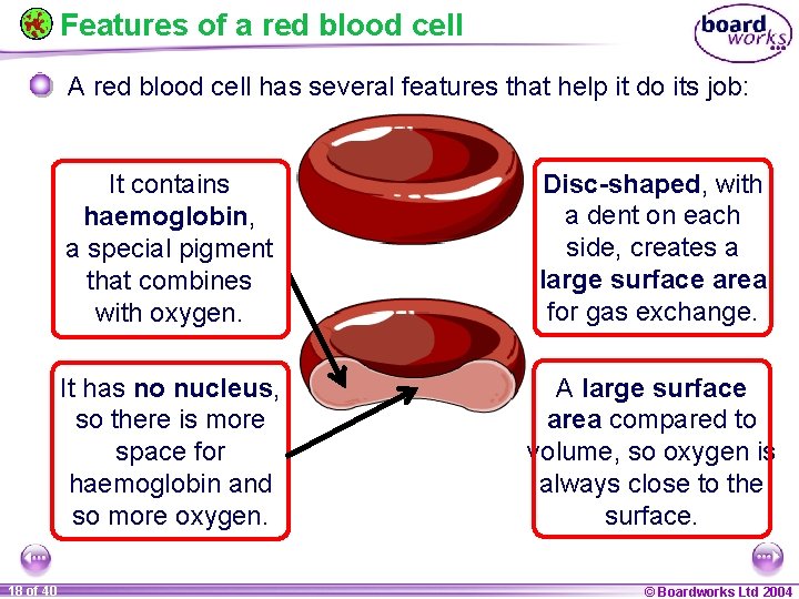 Features of a red blood cell A red blood cell has several features that