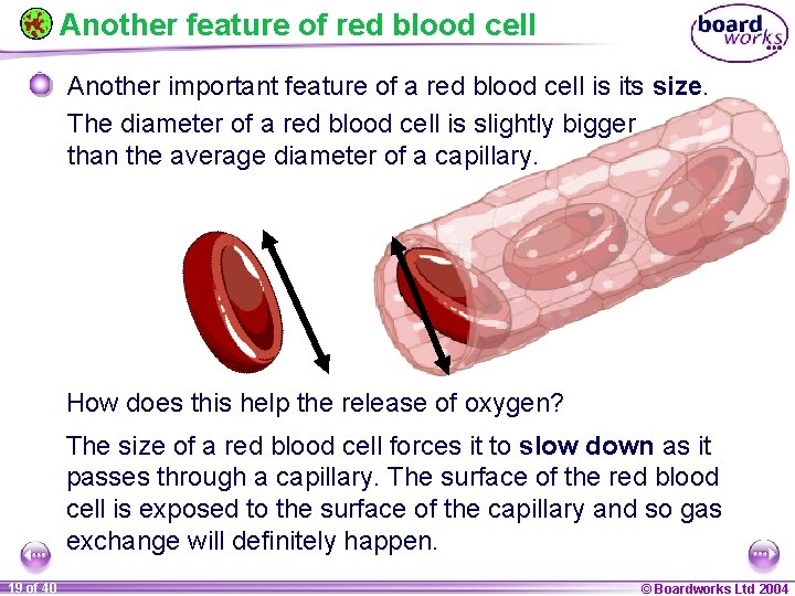 Another feature of red blood cell Another important feature of a red blood cell