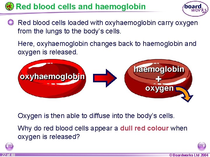 Red blood cells and haemoglobin Red blood cells loaded with oxyhaemoglobin carry oxygen from