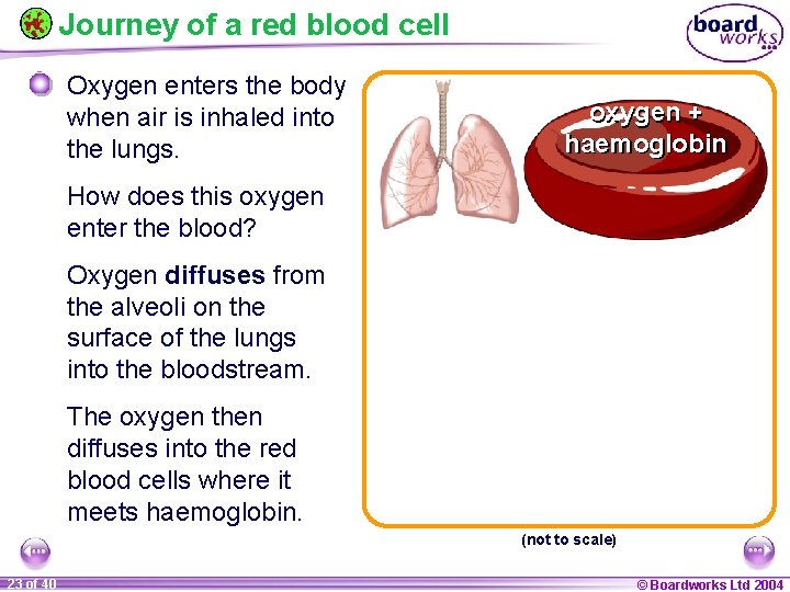 Journey of a red blood cell Oxygen enters the body when air is inhaled