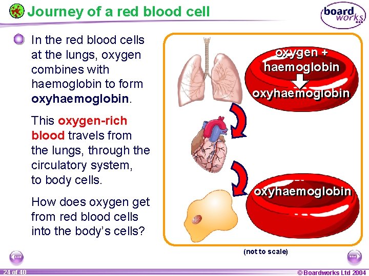 Journey of a red blood cell In the red blood cells at the lungs,