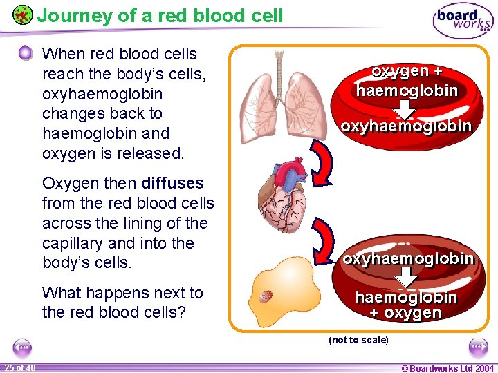 Journey of a red blood cell When red blood cells reach the body’s cells,