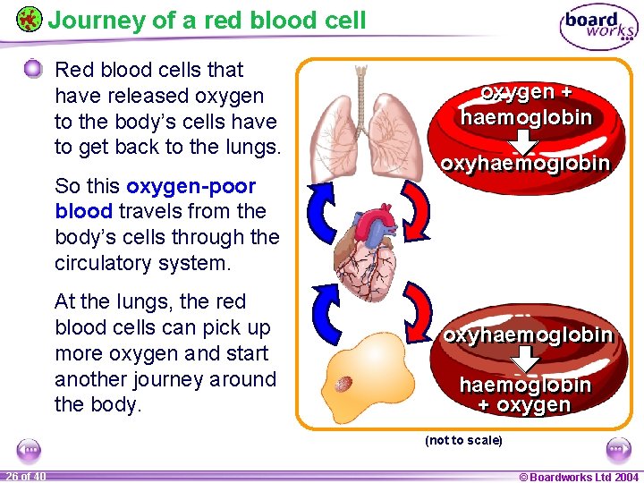 Journey of a red blood cell Red blood cells that have released oxygen to