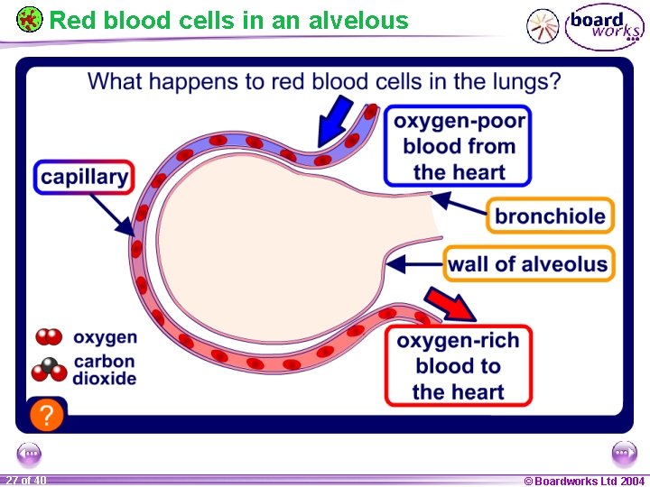 Red blood cells in an alvelous 27 of 40 © Boardworks Ltd 2004 