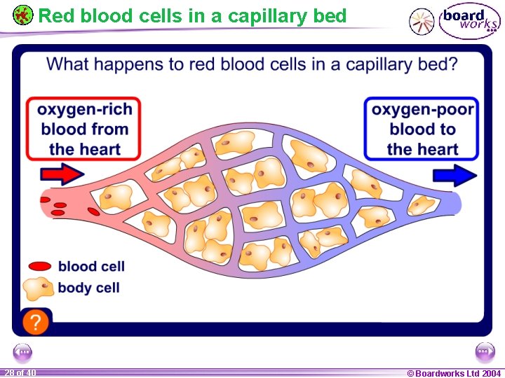 Red blood cells in a capillary bed 28 of 40 © Boardworks Ltd 2004