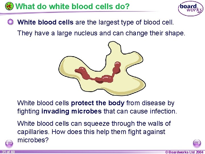 What do white blood cells do? White blood cells are the largest type of