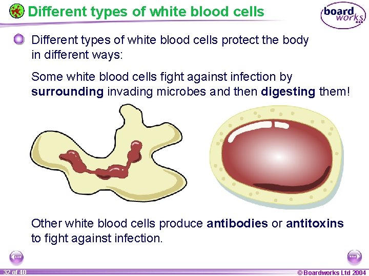 Different types of white blood cells protect the body in different ways: Some white