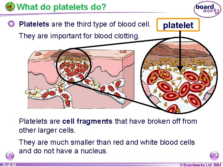 What do platelets do? Platelets are third type of blood cell. platelet They are