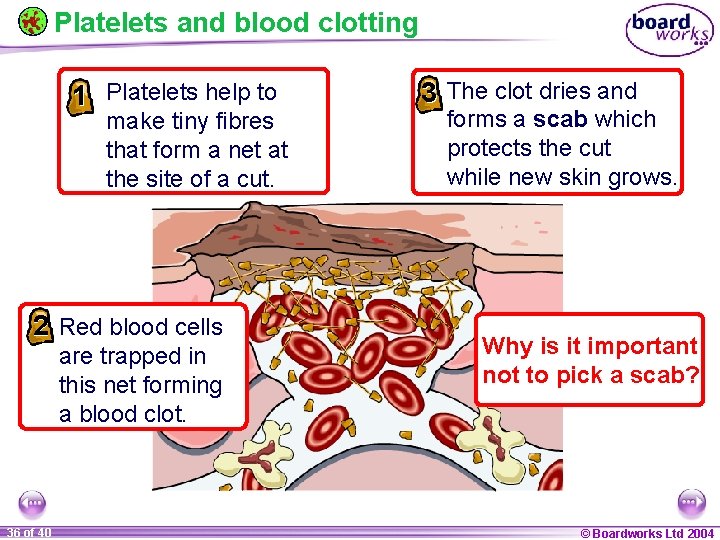 Platelets and blood clotting 1 Platelets help to make tiny fibres that form a