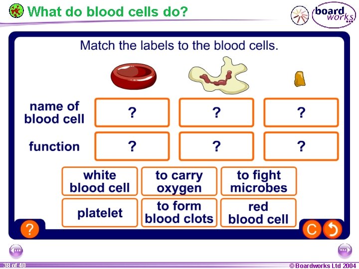 What do blood cells do? 38 of 40 © Boardworks Ltd 2004 