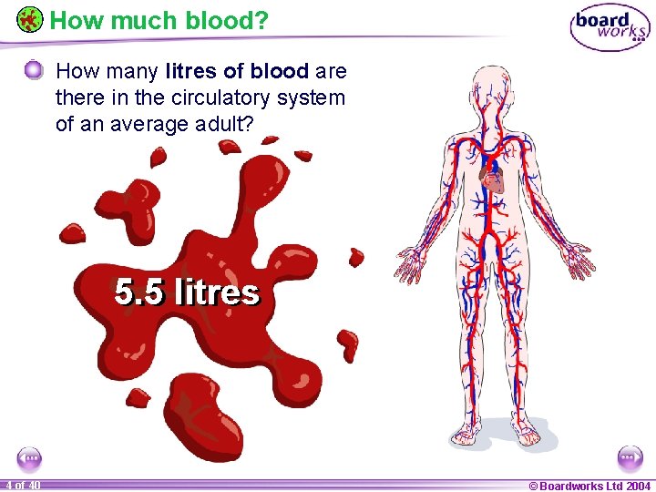 How much blood? How many litres of blood are there in the circulatory system