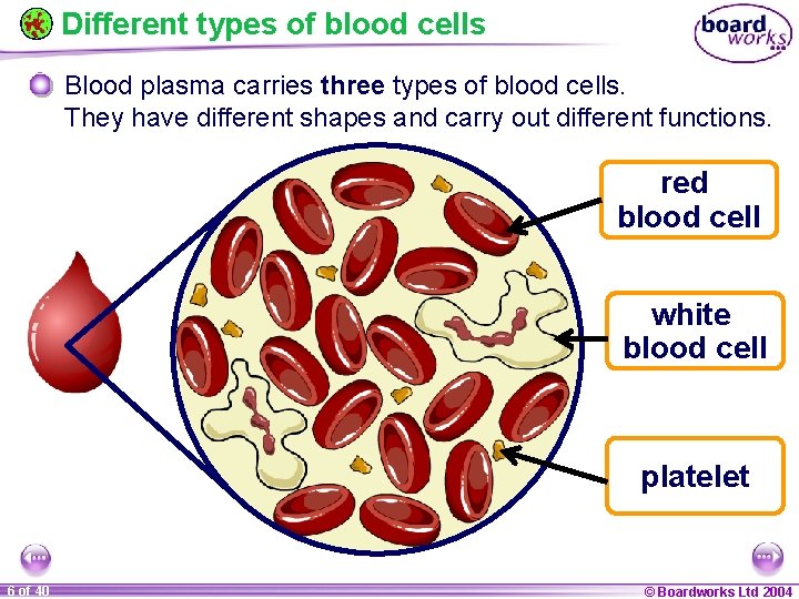 Different types of blood cells Blood plasma carries three types of blood cells. They