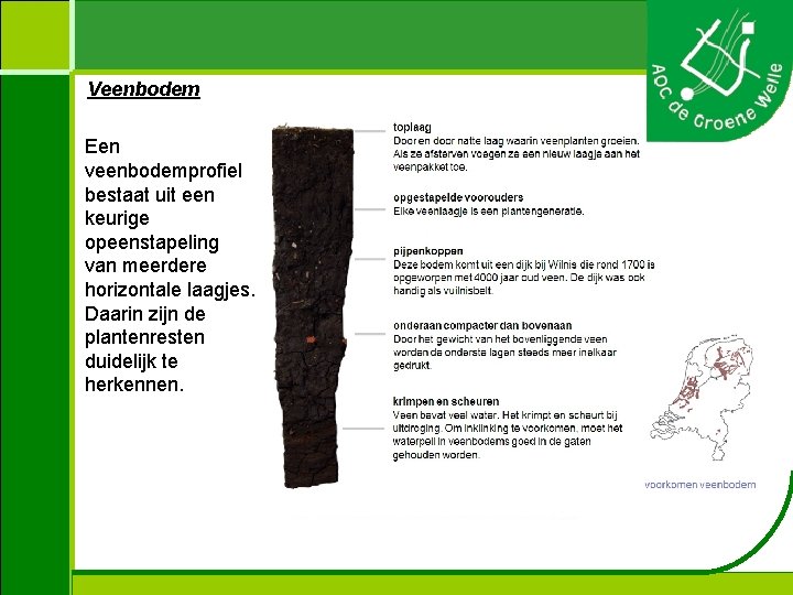 Veenbodem Een veenbodemprofiel bestaat uit een keurige opeenstapeling van meerdere horizontale laagjes. Daarin zijn