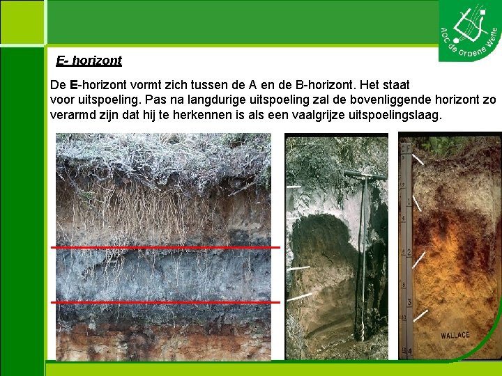 E- horizont De E-horizont vormt zich tussen de A en de B-horizont. Het staat