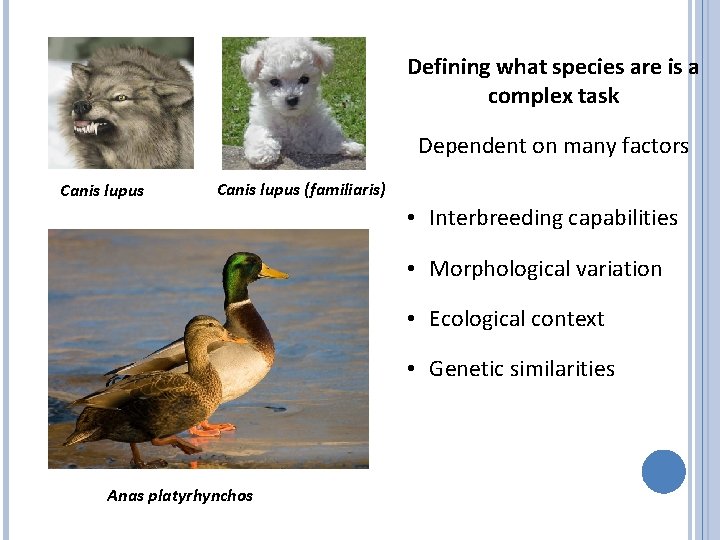 Defining what species are is a complex task Dependent on many factors Canis lupus
