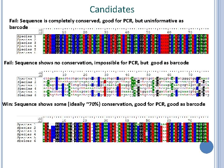 Candidates Fail: Sequence is completely conserved, good for PCR, but uninformative as barcode Fail: