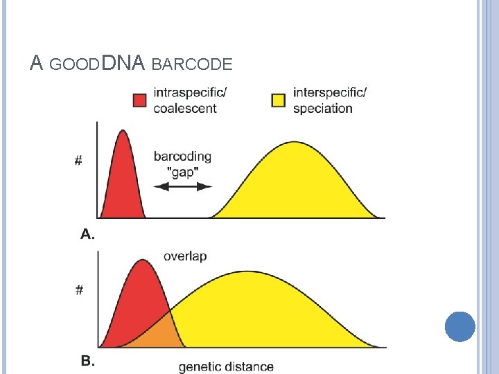 A GOOD DNA BARCODE 