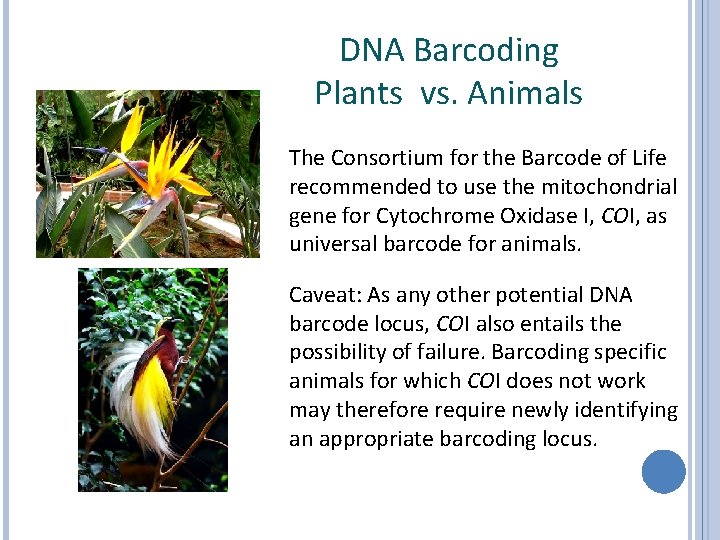 DNA Barcoding Plants vs. Animals The Consortium for the Barcode of Life recommended to