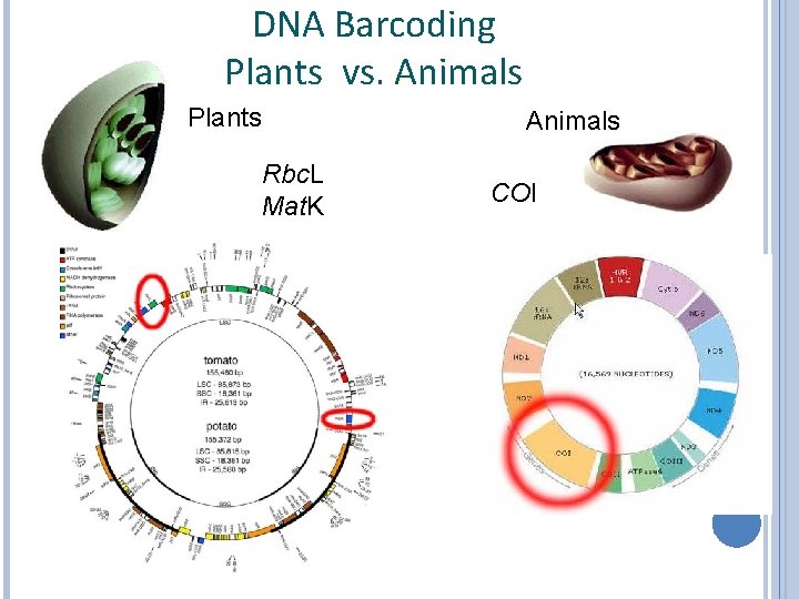 DNA Barcoding Plants vs. Animals Plants Animals Rbc. L Mat. K COI 