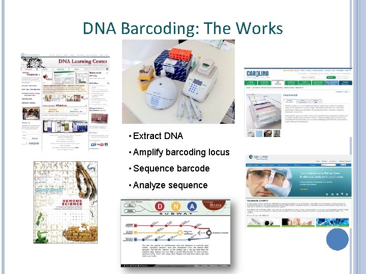 DNA Barcoding: The Works • Extract DNA • Amplify barcoding locus • Sequence barcode